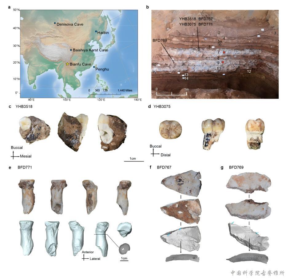 Scientific illustration showing Bianfu Cave’s location, excavation layers and Denisovan fossil specimens