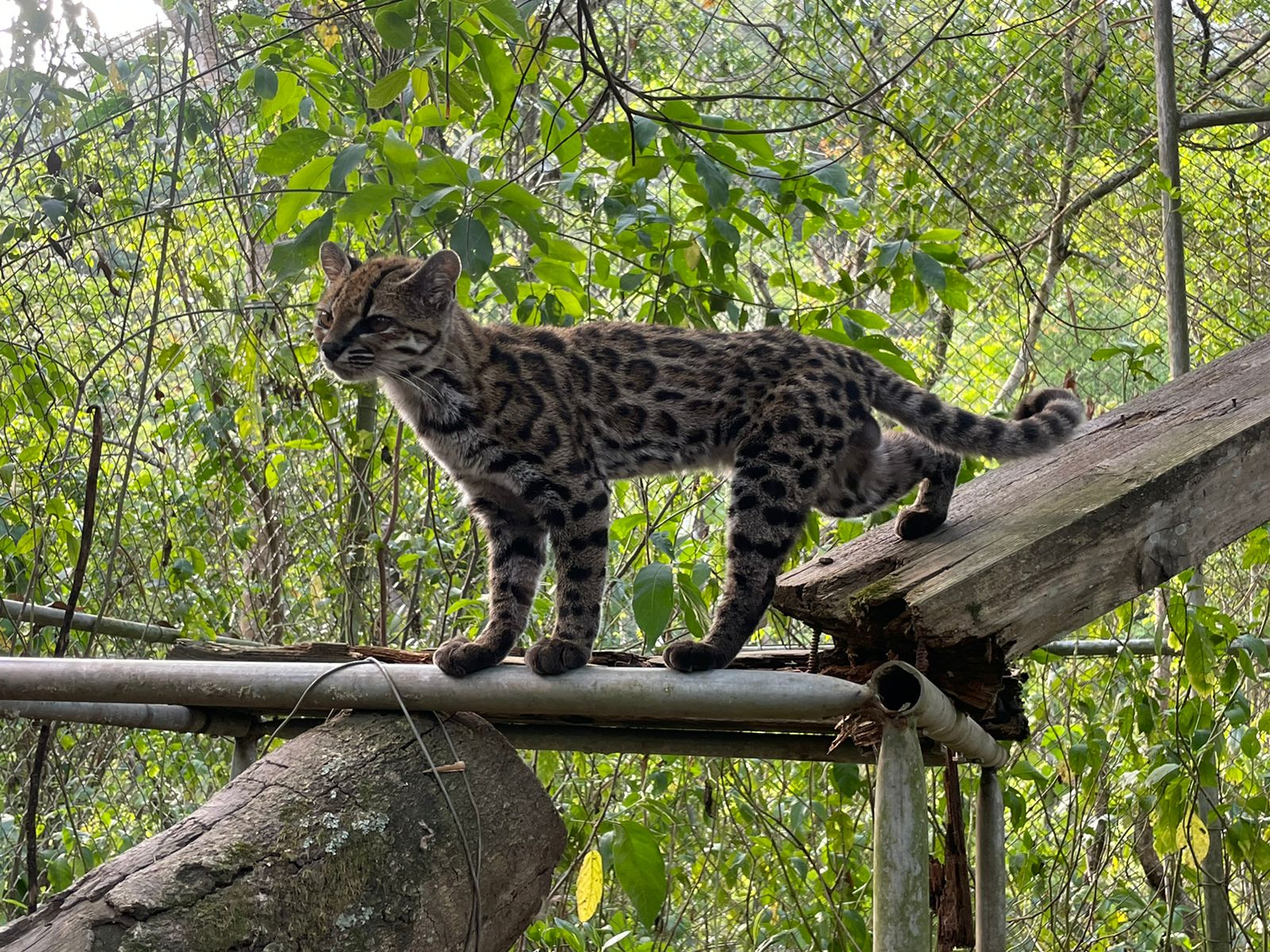 一只Leopardus tilcayo站在围栏内的支架上，背景可见植物、树枝和铁丝网。